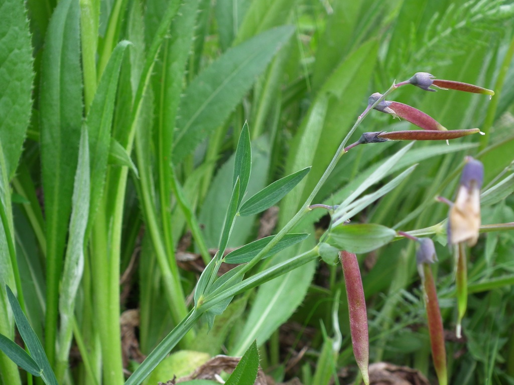 Lathyrus linifolius / Cicerchia a foglie di lino